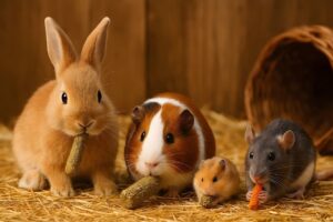 Kaninchen_Hamster_Meerschwein_Maus