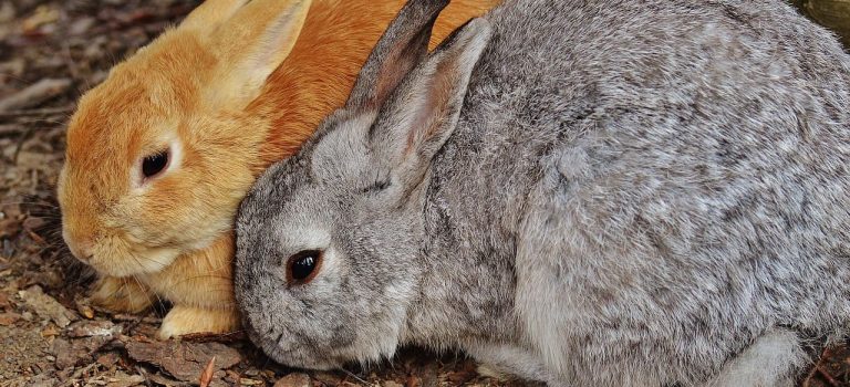Kaninchen_3