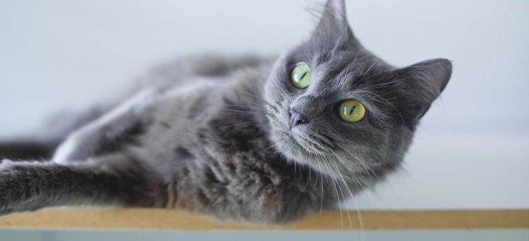 Katze_Silberwasser_1