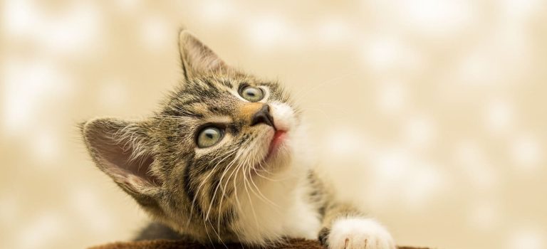 Katze_Silberwasser_2