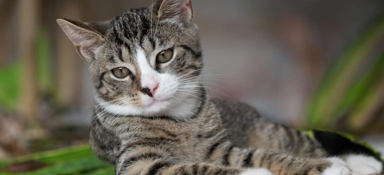 Giardien bei Hunden und Katzen