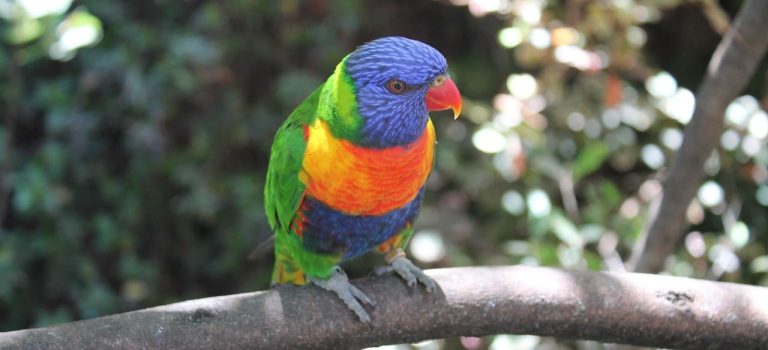 Papagei_Silberwasser_1