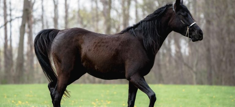 Pferd_Silberwasser_1