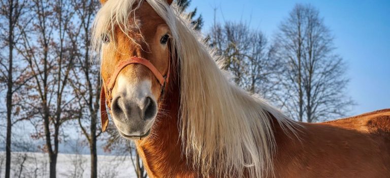 Pferd_Silberwasser_2