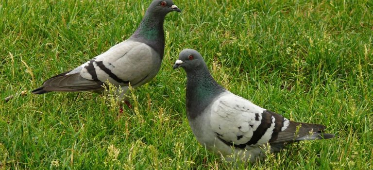 Tauben_Silberwasser_10