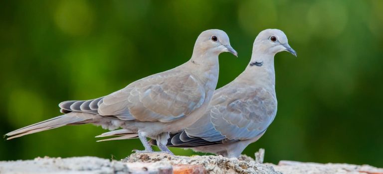 Tauben_Silberwasser_11