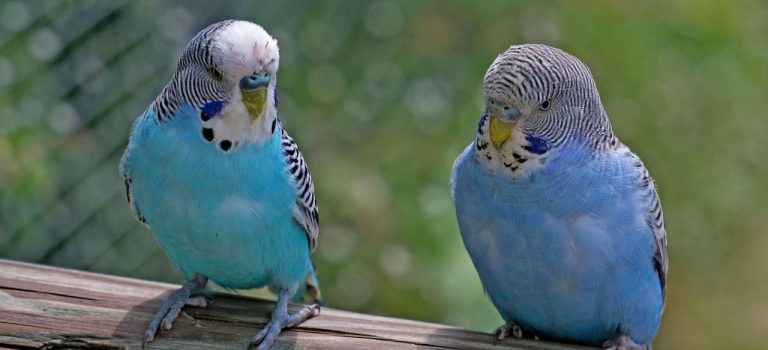 Wellensittich_Silberwasser_2