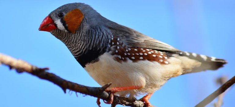 Zebrafink_Silberwasser_1