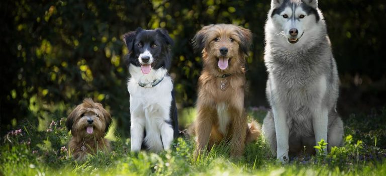 Hautprobleme bei Tieren aller Art